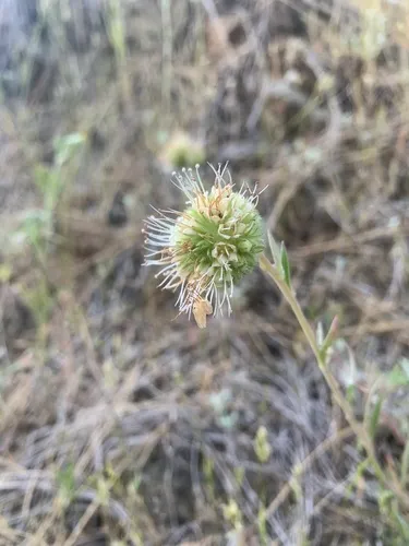 Clustered Phacelia