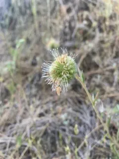 Clustered Phacelia thumbnail 1