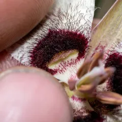 Umpqua mariposa lily thumbnail 1
