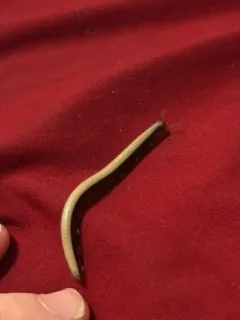 Californiulus chamberlini thumbnail 2