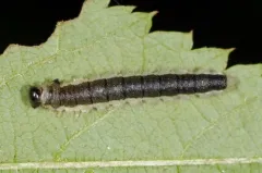 Raspberry Sawfly thumbnail 4