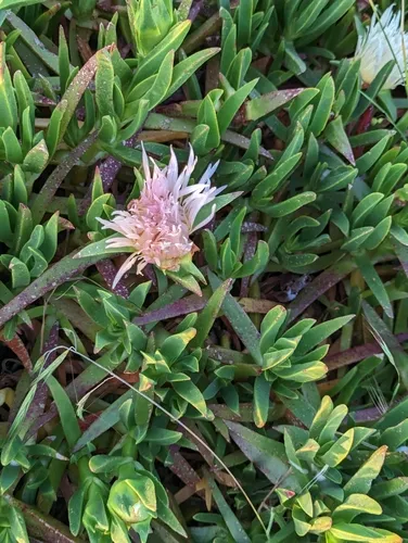 sea fig