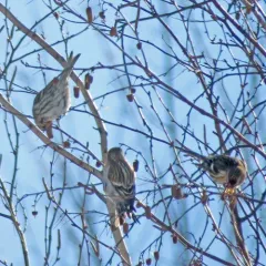 Redpoll thumbnail 4