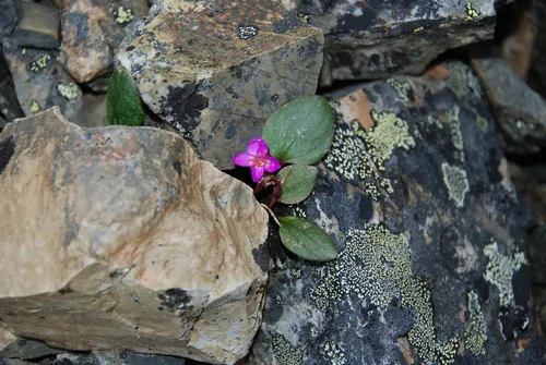 Ogilvie Mountains Springbeauty