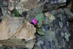 Ogilvie Mountains Springbeauty thumbnail 1