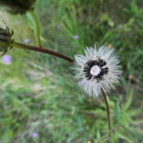 Hawkweed Oxtongue