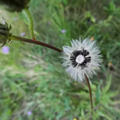 Hawkweed Oxtongue thumbnail 1