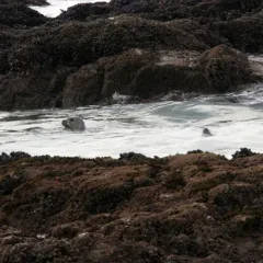Harbor Seal thumbnail 2