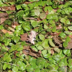 slender wintergreen thumbnail 2