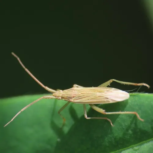 Three-spined Grass Bug