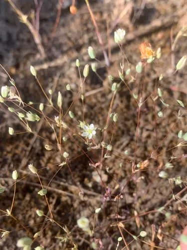 cismontane minuartia