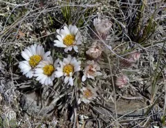 Easter daisy thumbnail 2