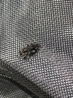 Laphria cinerea thumbnail 2