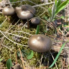Entoloma vernum thumbnail 2