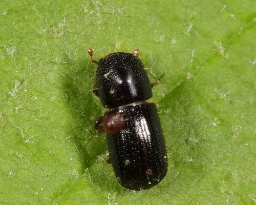 Valid Bark Beetle