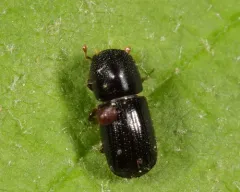 Valid Bark Beetle thumbnail 1