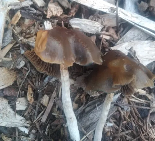Psilocybe baeocystis