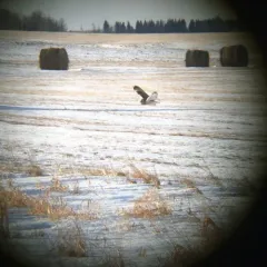 Short-eared Owl thumbnail 4