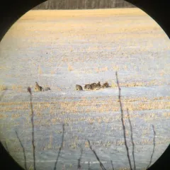 Gray Partridge thumbnail 3