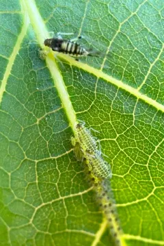 Walnut Aphid thumbnail 4