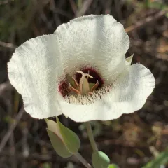 Umpqua mariposa lily thumbnail 2