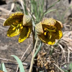 Siskiyou fritillary thumbnail 4