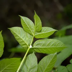 California Spikenard thumbnail 3