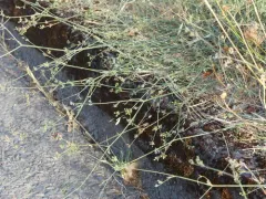 Corn Parsley thumbnail 2