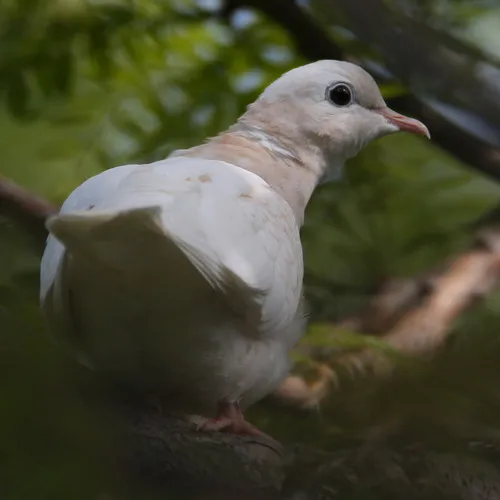African Collared-Dove
