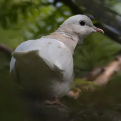 African Collared-Dove thumbnail 1