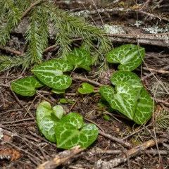 marbled wild-ginger thumbnail 3