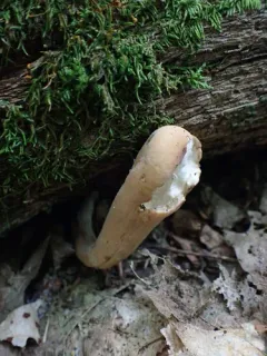 common club coral fungus thumbnail 3