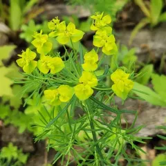 leafy spurge thumbnail 2