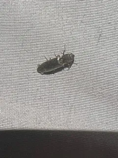 Ctenicera angularis thumbnail 4