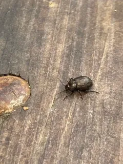 Intricate Leaf Beetle thumbnail 4