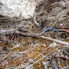 Western Skink thumbnail 4