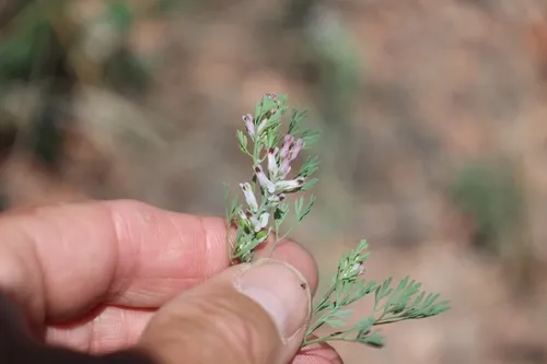 fineleaf fumitory