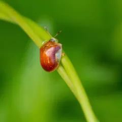 Small Orange Tortoise Beetle thumbnail 3