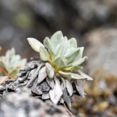 Acker Rock Wild Buckwheat thumbnail 2
