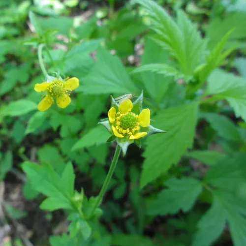 Wood Avens