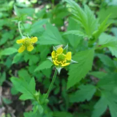 Wood Avens thumbnail 1