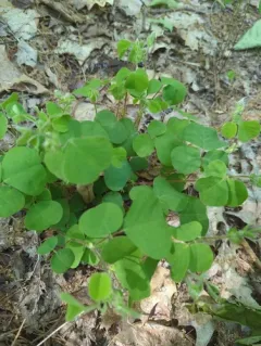 Round-leaved Trailing Tick-trefoil thumbnail 2