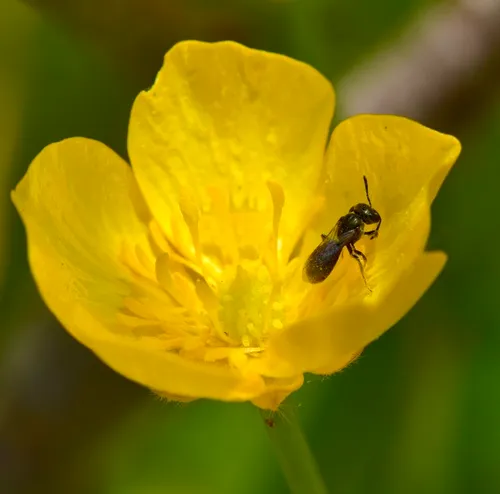 Bristle Sweat Bee