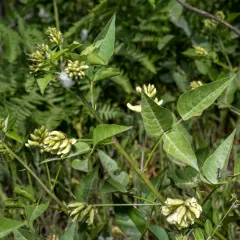 forest scurfpea thumbnail 3