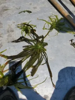 Water-soldier thumbnail 3