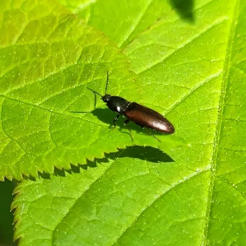 Ampedus mixtus