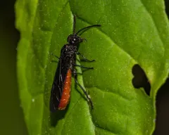 Strongylogaster tacita thumbnail 2