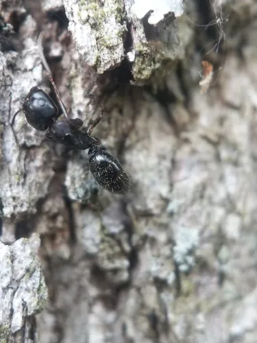 Walnut Carpenter Ant
