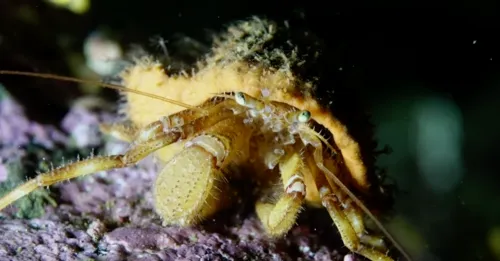 Whiteknee Hermit Crab