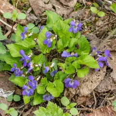 Great-spurred Violet thumbnail 4